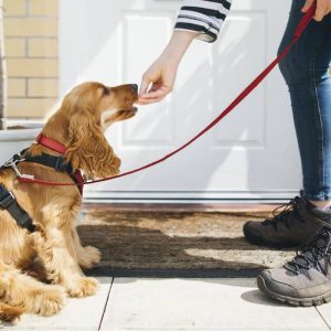 Basic Guidelines for Professional Pet Sitting