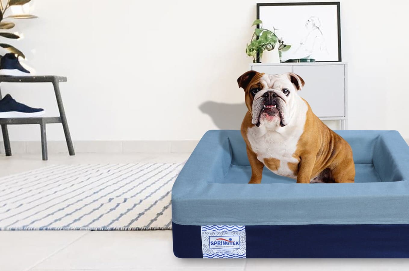 Choosing The Best Bed For Your Best Friend